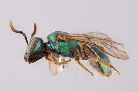 [Ceratalictus female (lateral/side view) thumbnail]